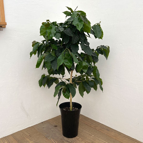 観葉植物/コーヒーの木：モカ種 7号鉢植え｜園芸ネット プラス
