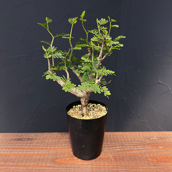 楽天市場】観葉植物/（わけあり特価）センナ：メリディオナリス 3号23