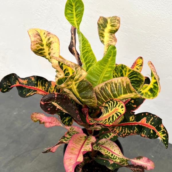 楽天市場】クロトン（エクセレント：EX） 10号 プラスチック鉢 1鉢 変