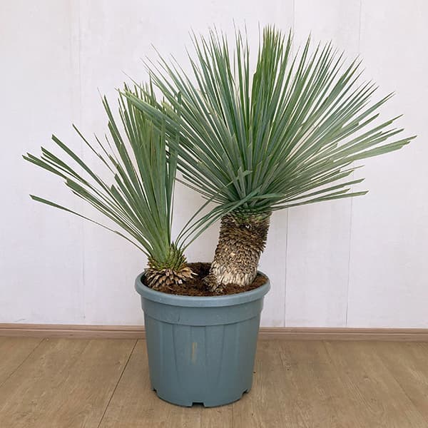 楽天市場】おしゃれ 観葉植物：ユッカ ロストラータ*10号 Yucca