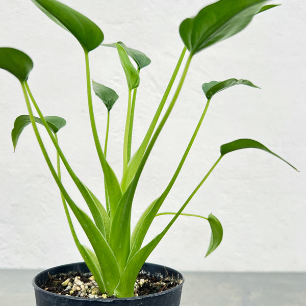 楽天市場】観葉植物/[棚卸セール]アロカシア：マクロリザ オーレア
