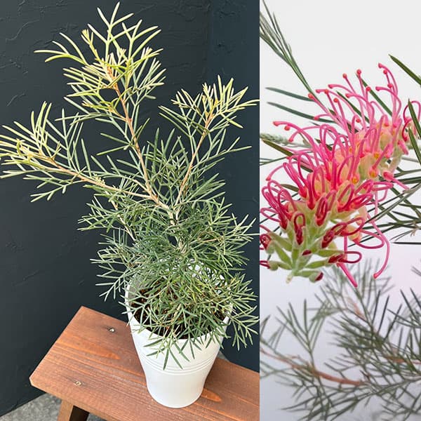 楽天市場】花木 庭木の苗/グレビレア：シルビア6号鉢植え : 園芸ネット