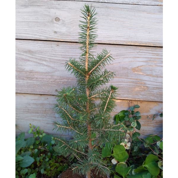 楽天市場】もみの木 苗 【ドイツトーヒー】 ポット苗 クリスマスツリー