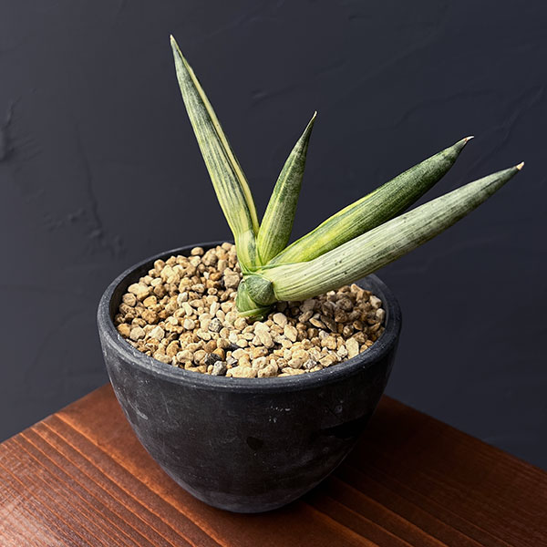 楽天市場】PLANCHU 観葉植物 サンセベリア ボンセレンシス 3号鉢