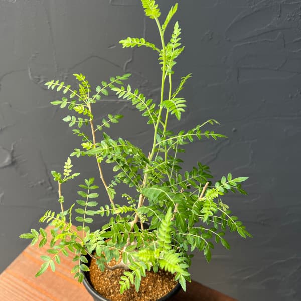 観葉草木/ボスウェリア：ネグレクタ 4号鉢植え