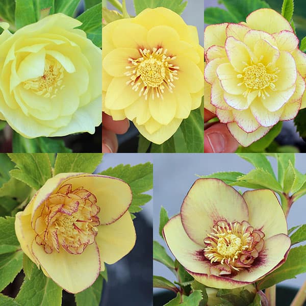 楽天市場】2023年新入荷苗 クリスマスローズ オーレア系 ダブル