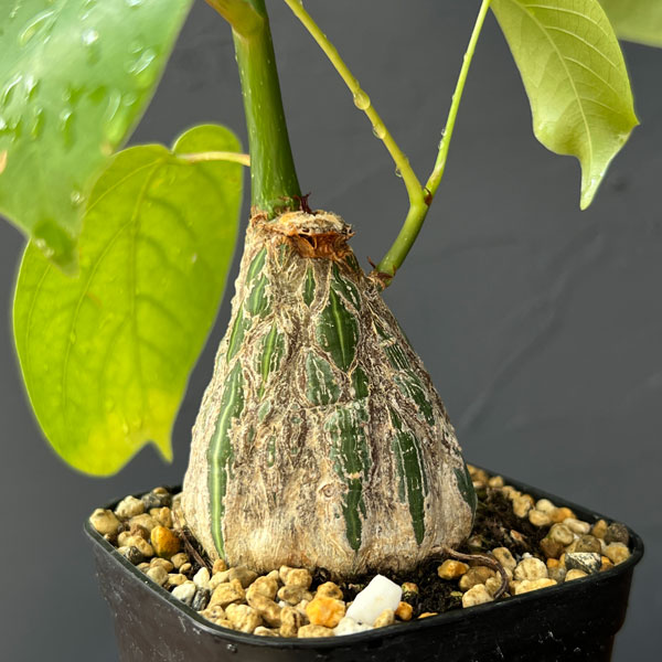 楽天市場】【現品販売】 幹の太い ボンバックス 白色丸型プラ鉢