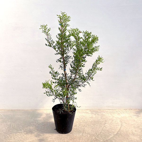 楽天市場】ピスタチオ 植木 苗 : SORA