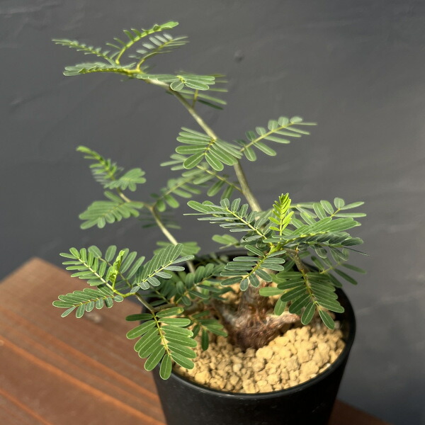 楽天市場】観葉植物/（わけあり特価）センナ：メリディオナリス 3号23