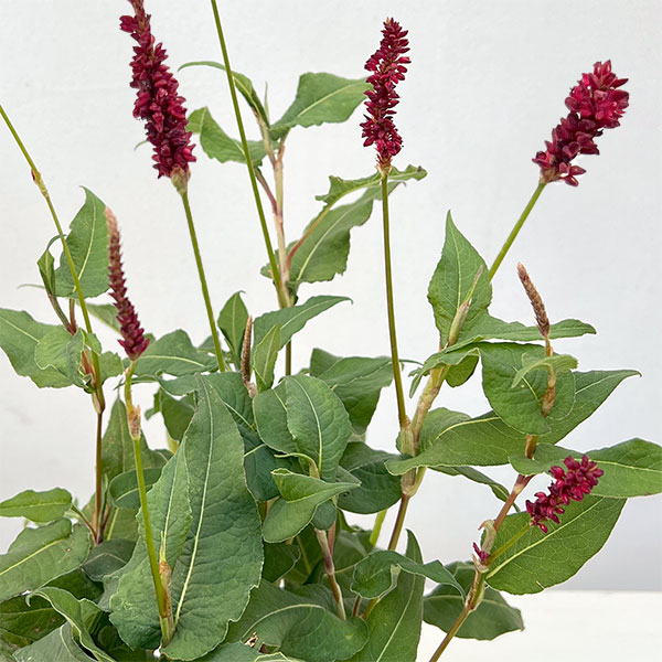 楽天市場】ペルシカリア'レッドドラゴン' 3.5号 ポット苗(c02) : 千草園芸