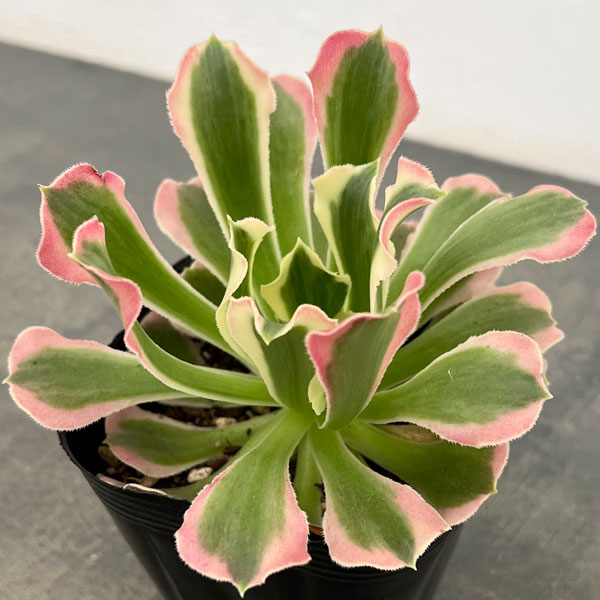 楽天市場】レア品種 アエオニウム Super Bang (スーパーバン) 2.5号鉢