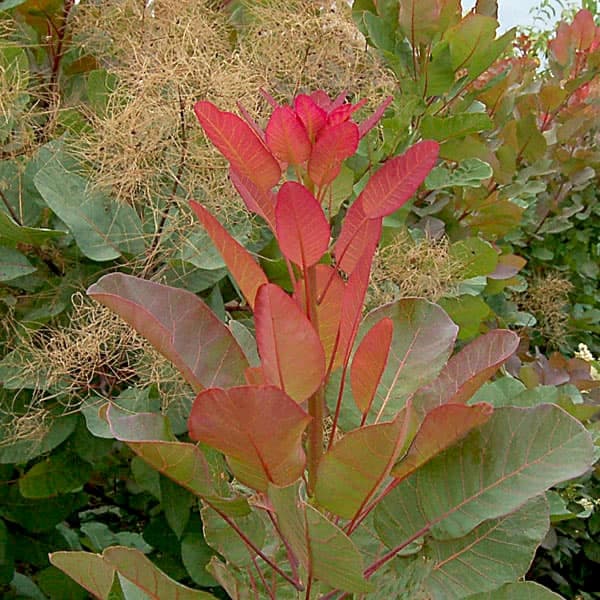 楽天市場】【花なし/現品】スモークツリー オールドファッション 苗木