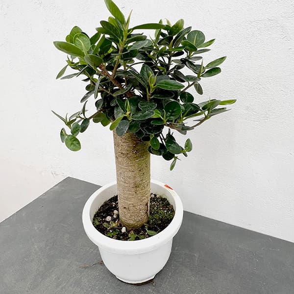 がじゅまる 楽天市場】ガジュマル（超幹太） 7.5号 プラスチック鉢 1鉢