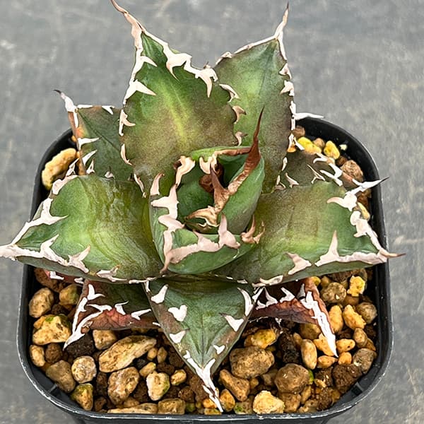 楽天市場】観葉植物/アガベ：チタノタ 白鯨 3号鉢植え号24-01 : 園芸