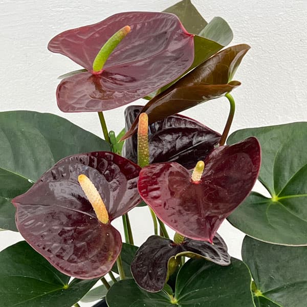 アンスリウム ミシェル ミッシェル 　Anthurium 'Michelle' 希少】Anthurium 'Michelle' / アンスリウム・ミシェル / 観葉