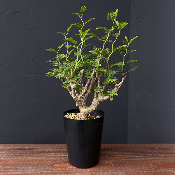 楽天市場】観葉植物/センナ：メリディオナリス 3号鉢植え23-06