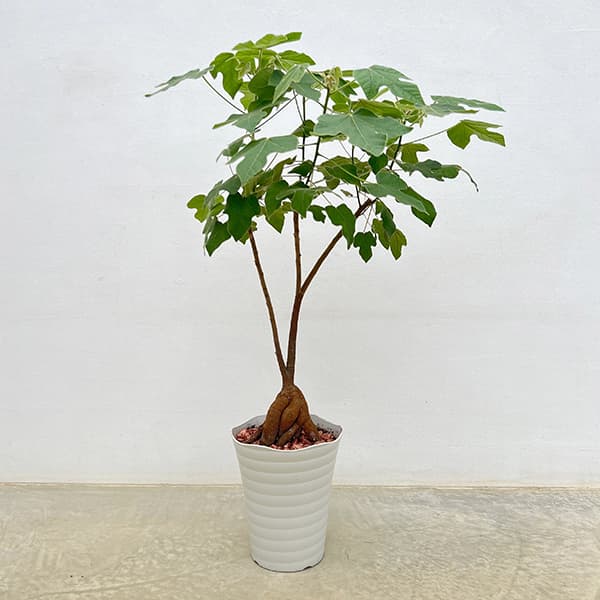 フィカス リン 希少 らせん状 観葉植物 大きいです フィカス・リン 螺旋幹 5号 - 植物と暮らす m-plant