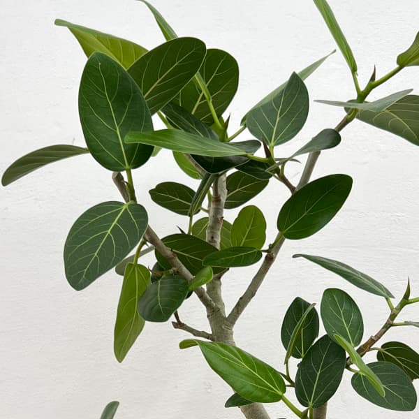 楽天市場】観葉植物 フィカス・ベンガレンシス（曲げ） / 7寸・約W