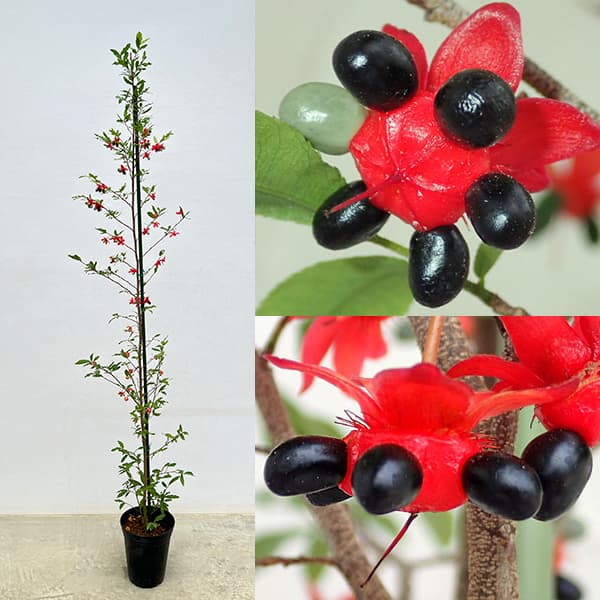 ［現品］【希少】50番　ミッキーマウスノキ　6号　オクナセルラタ　観葉植物　レア 現品］M オクナセルラータ 6号 観葉植物 屋外 かわいい 庭