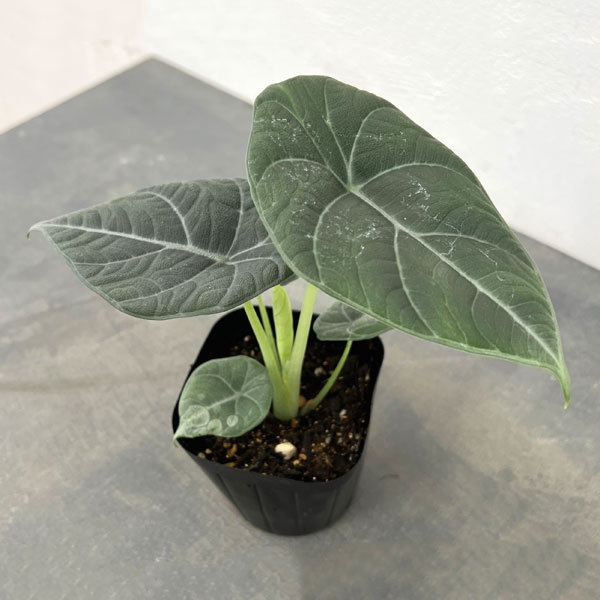 超希少❗️黄斑❗️アロカシア マクロリザ オーレア✨ 園芸ネット本店