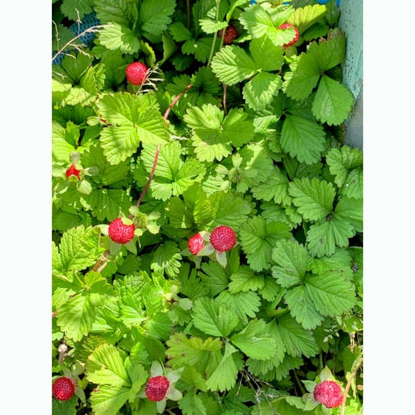 楽天市場】いちごワイルドストロベリー : 園芸百貨店何でも揃うこぼんさい