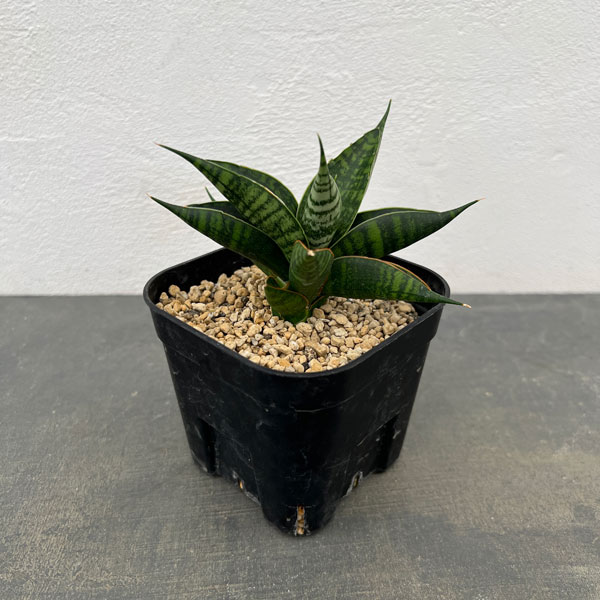 サンスベリア ボンセレンシス 極上斑入り サンセベリア sansevieria サンスベリア ボンセレンシス 極上斑入り サンセベリア