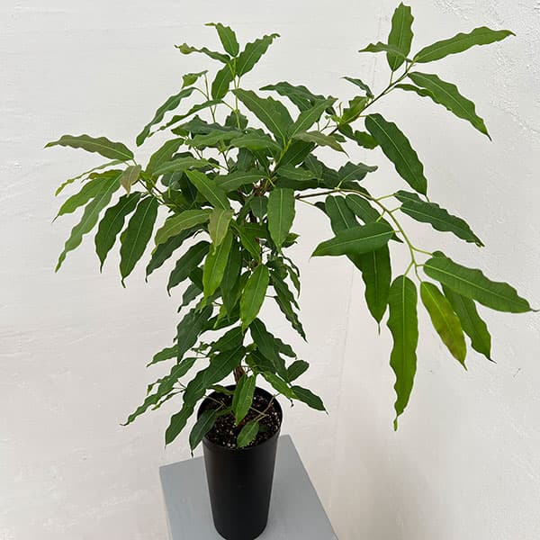 楽天市場】観葉植物/フィカス：ランフィー（ルンフィー）斑入り 4号