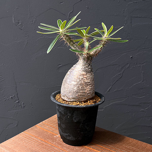 楽天市場】観葉植物/パキポディウム：グラキリス 綴化 3号鉢24-01