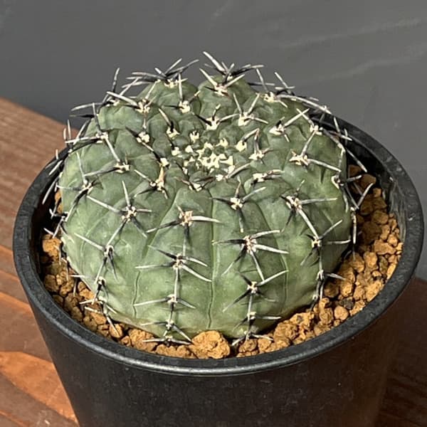 楽天市場】PLANCHU サボテン ギムノカリキウム 新天地 しんてんち 3号