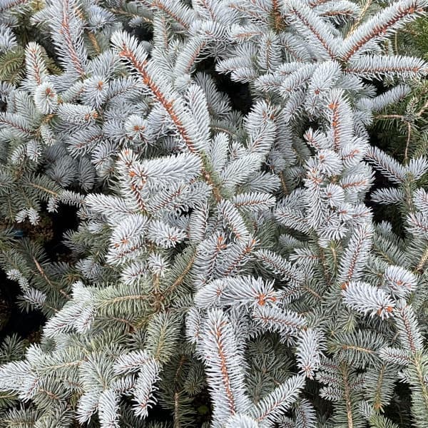 R⑤　ブンゲンス　トウヒ　ホプシー　8号　最高等級極上品‼️　希少品種 R⑤ ブンゲンス トウヒ ホプシー 8号 最高等級極上品‼️ 希少品種 ③