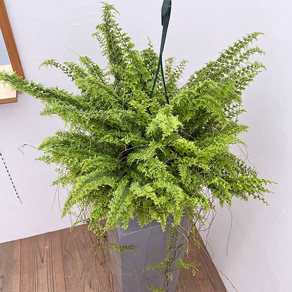 楽天市場】観葉植物/ネフロレピス：ビセラタ（フィッシュテール