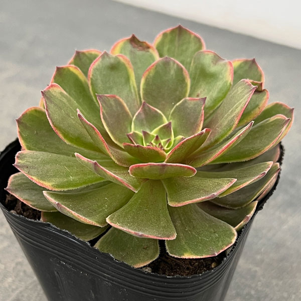 特選‼️アエオニウム　スーパーバン綴化　美斑苗‼️法師錦　特大‼️ コレクション商品 アエオニウム・スーパーバン綴化 | trigger