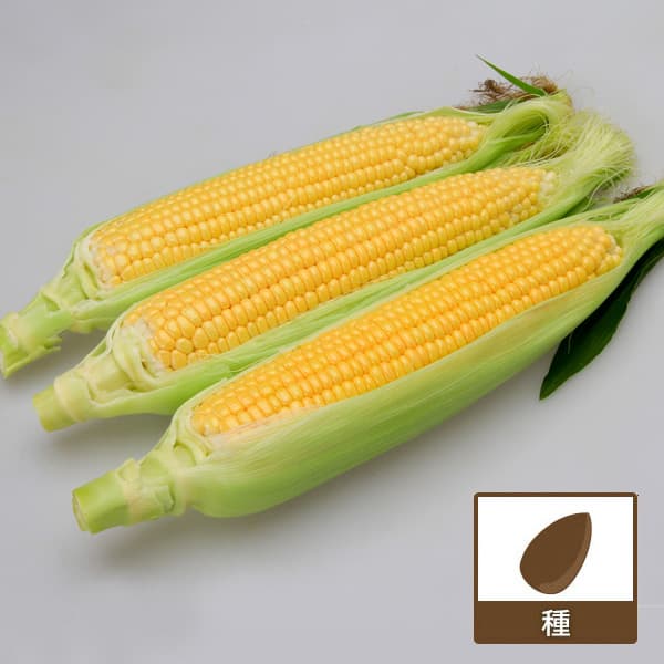 楽天市場】スイートコーン 【ほしつぶコーン】 種・小袋 （13ml） F1