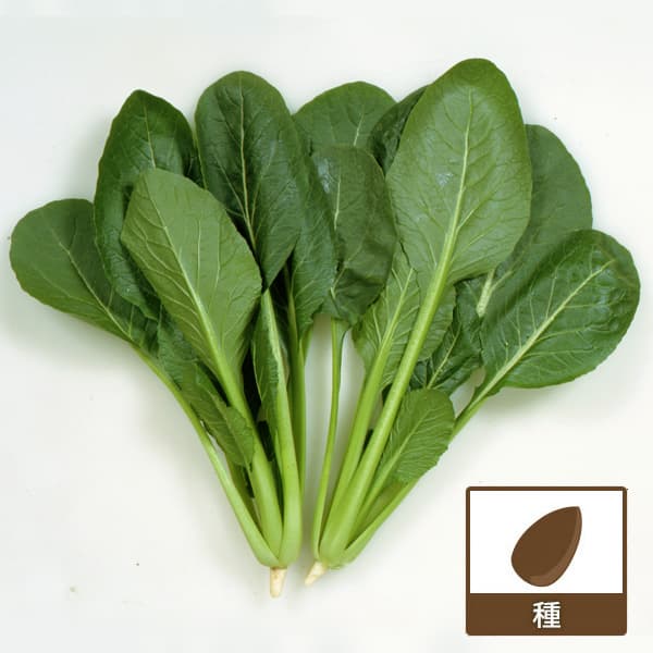 [送料無料](業務用・受注生産品)コマツナ（小松菜）種：よかった菜(R)１L[野菜タネ]*｜園芸ネット プラス