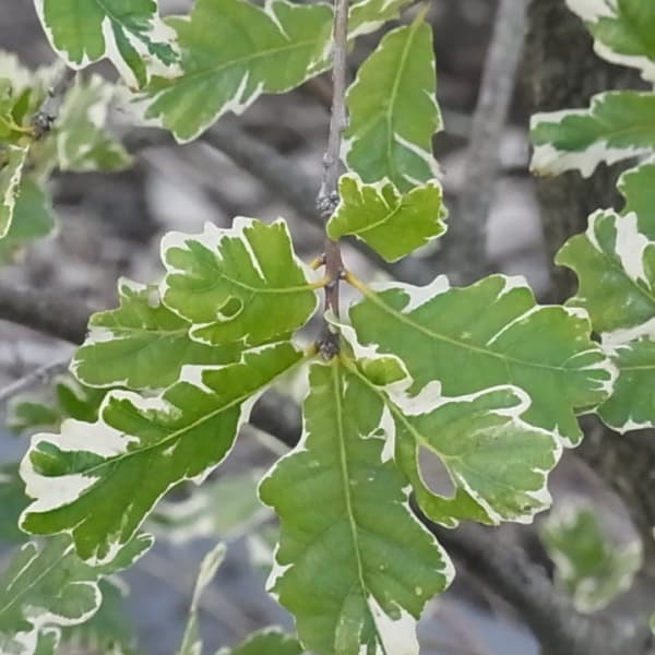 イギリス　ナラ　コンコルディア　黄金　シンボルツリー　カラーリーフ　ヨーロッパ イギリスナラ コンコルディア（ヨーロッパナラ 黄金葉） : 日本花卉