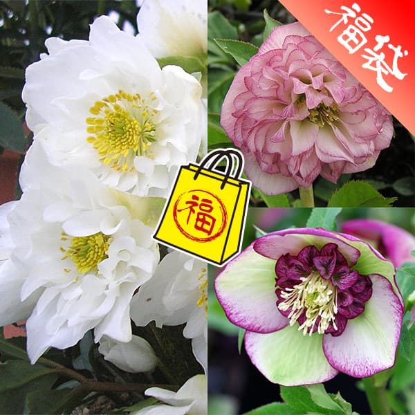 楽天市場】クリスマスローズ チベタヌス 花苗 原種クリスマスローズ