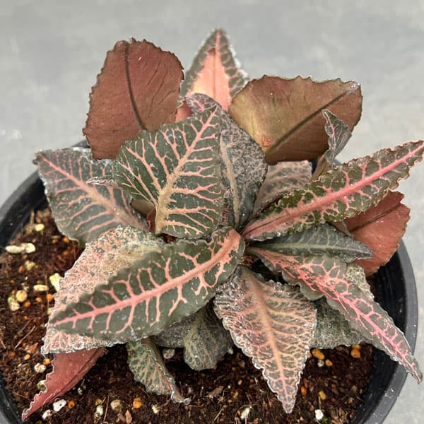 観葉草木/ユーフォルビア：フランコイシー 5号25-07 花・観葉植物-花・ガーデン・DIY-観葉植物