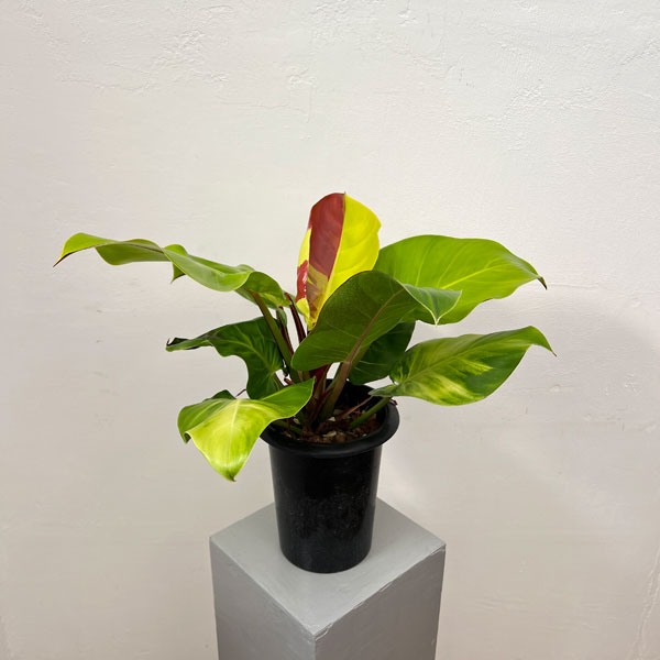 楽天市場】観葉植物/フィロデンドロン：イエローフレーム 5.5号25-02