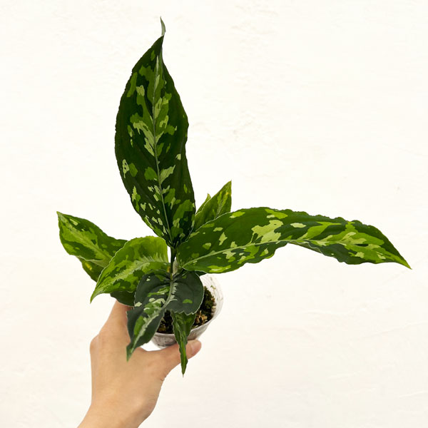 楽天市場】アグラオネマ ピクタム NIAS 3.5号 アーバンジャングル