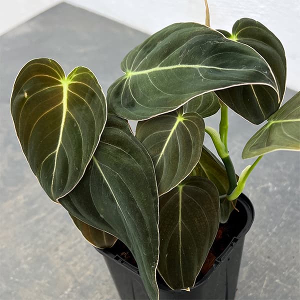 アロカシア4種（ノビリス／ドラゴンムーン／メタリックブルー