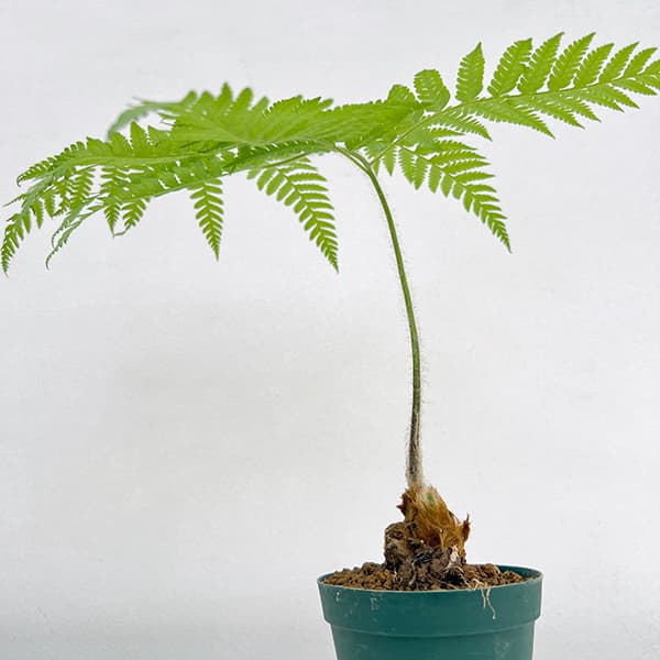 【現品】金毛狗（キンモウコウ）　3号　白角鉢　（2） 現品】金毛狗（キンモウコウ） 3号 白角鉢（2）Cibotium