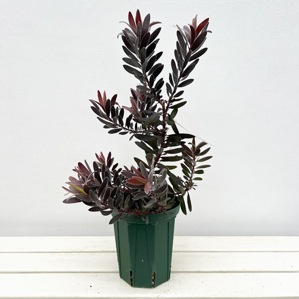 楽天市場】鉢花 観葉植物:リューカデンドロン デュリフ*5号 黒 楽天市場】鉢花 観葉植物:リューカデンドロン デュリフ*5号 黒