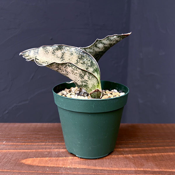 サンスベリア・キルキーコパトーン・希少品種・レア植物 園芸ネット本店｜サンセベリア：キルキーコバトーン3.5号ポット の通販