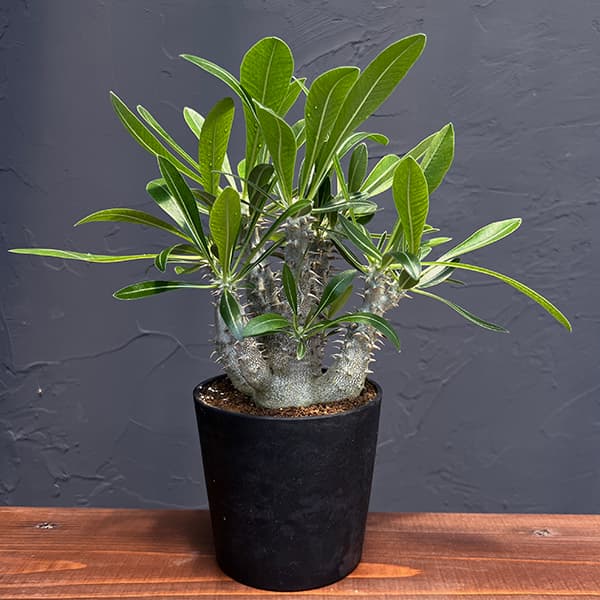 パキポディウム　マカイエンセ＊現地株、発根済 ザ・ファームセレクト][送料無料]パキポディウム：マカイエンセ