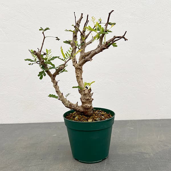 観葉植物/[ザ・ファームセレクト]センナ：メリディオナリス 3.5号25-04*｜園芸ネット プラス 13,619円