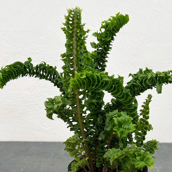 楽天市場】観葉植物/ネフロレピス：ビセラタ（フィッシュテール