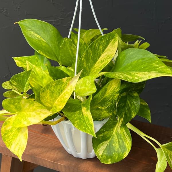 楽天市場】観葉植物/[ザ・ファームセレクト]ポトス：テルノ