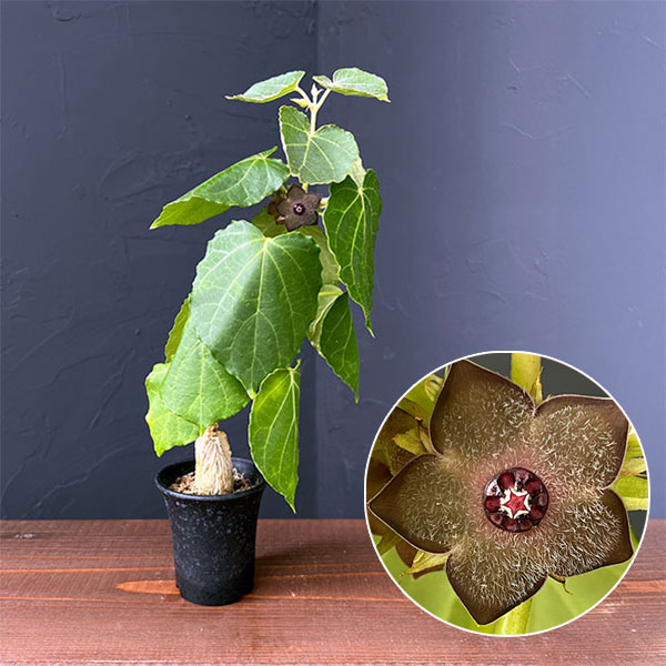 マテレア　シクロフォラ　実生 マテレア シクロフォラ 実生