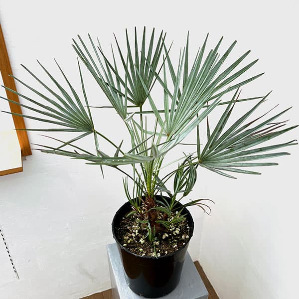 【現品】チャメロプス・フミリス　９号　５Ｋ番 現品】チャメロプス・フミリス 9号 5K番 M10990275 - その他