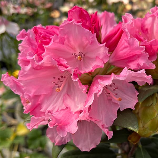 楽天市場】【現品】本石楠花(ホンシャクナゲ) 苗木 7号 4059 : 千草園芸